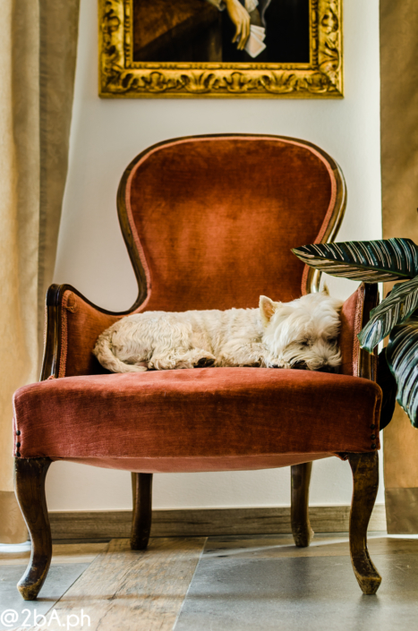 cane bianco su poltrona pet portrait