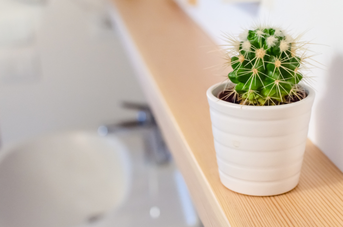 pianta cactus in bagno